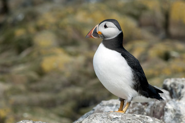 Puffin