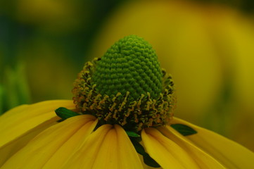 Gelbe Gartenblume Makro Nahaufnahme