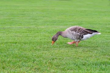 Ente auf einer grünen Wiese beim Futter suchen