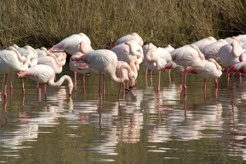 Flamingos 02