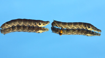Two big caterpillars (Deilephila elpenor) creeps on a mirror