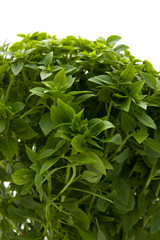 Plant of fine basil in closeup on white background