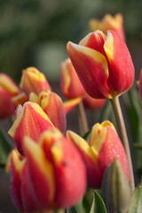 Close up shot of red yellow tulip