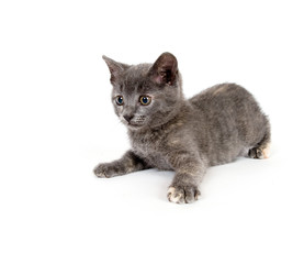 Gray kitten resting