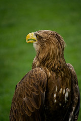 White-tailed eagle