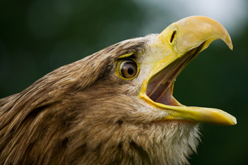 White-tailed eagle