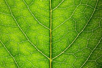green leaf texture