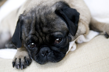 Pug with Sad Expression