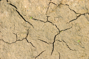 Cracked ground