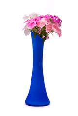 Beautiful flowers (Phlox drummondi) in blue vase on studio white