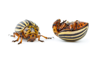 Live and dead colorado potato beetles