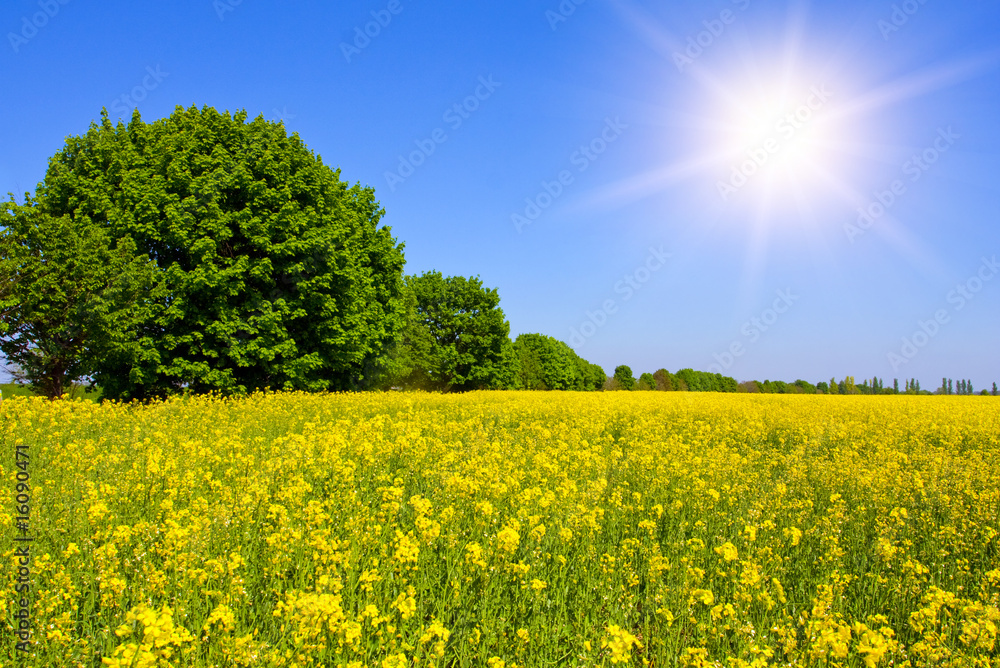 Wall mural rape field