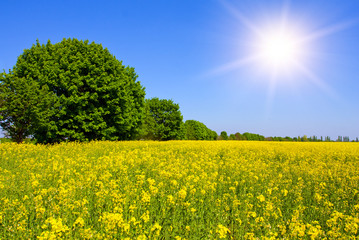 Obraz premium Rape field