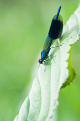 Male Banded Demoiselle sitting on leaf