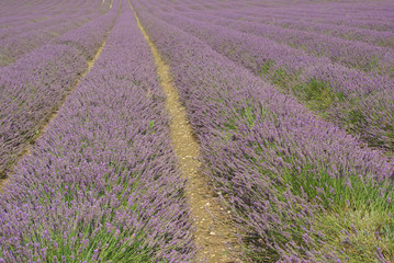Fototapeta na wymiar lavender farm