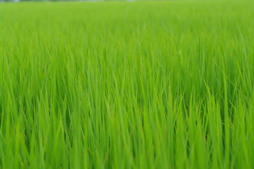 一面の穂/若い穂