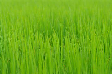 一面の若い穂