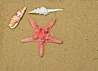 Starfish and seasells on beach