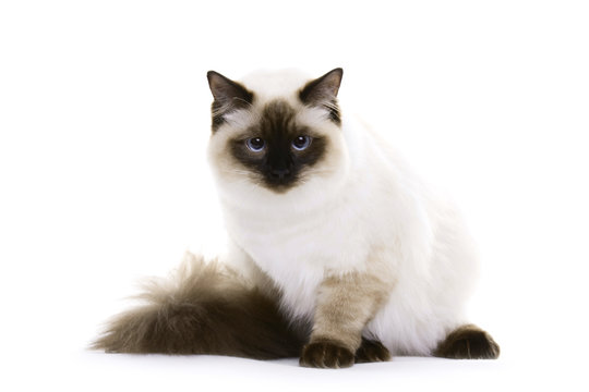 Cat with blue eyes, Ragdoll