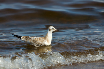 seagull