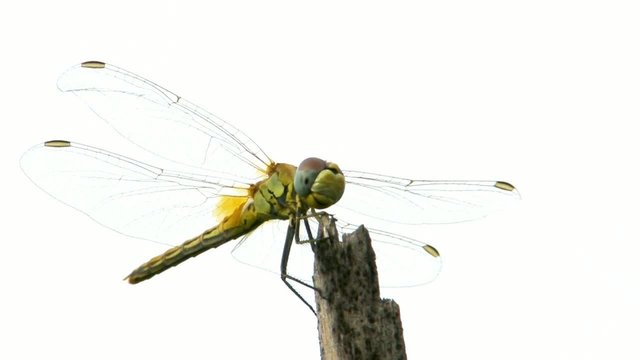 Libellula