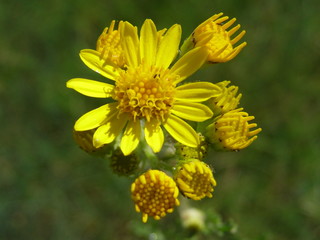 Żółty kwiat © __PeTe__