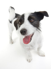 Sweet russel terrier