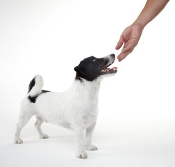 sweet russel terrier and hand