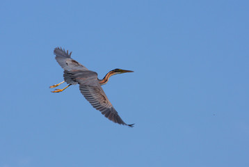 Red heron Ardea purpurea in flight isolated on blue
