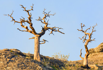 withered juniper tree