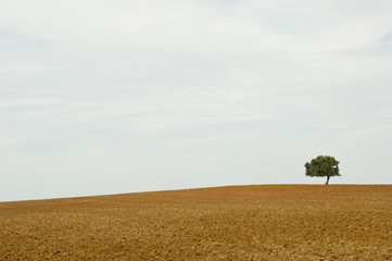 Einsamer Baum in Ödnis