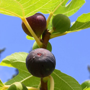 Figues
