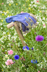 Arbeitshandschuhe in Wildwiese