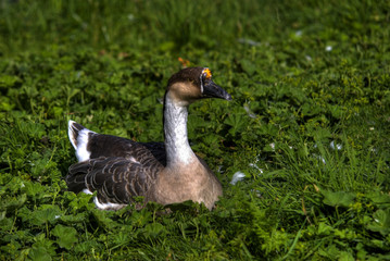 Nice duck on the grass