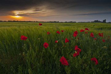 Red poppy field papaver rheas and beautiful sunset