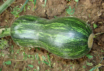 fruit of pumpkin in the early stage of maturity on a branch