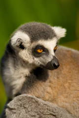 Naklejka na ściany i meble Lemur catta