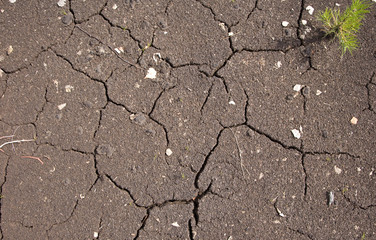 Texture of cracked soil in hot summer day