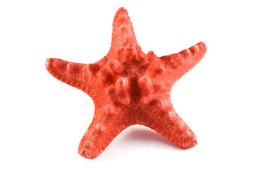 starfish