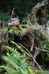 Fototapeta premium Auerhuhn Jungvogel