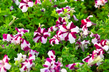 Naklejka premium flowers field