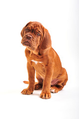 Dogue De Bordeaux Puppy Sitting