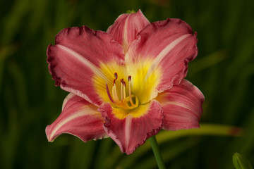 Red and Yellow Daylilly (Hemerocallis)