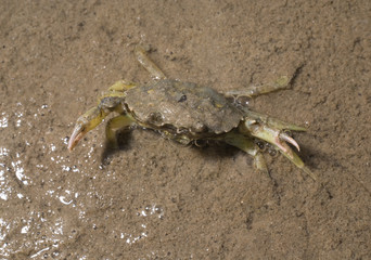 Nordsee, Krabbe im Schlick