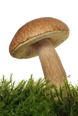 mushroom on the moss