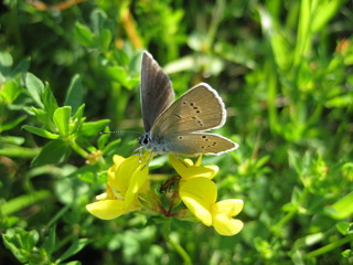 Bläuling 2