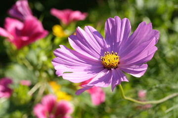 Fototapeta premium Kosmeenblüte u. Blumenbeet