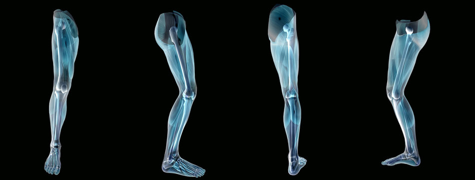 Anatomy an leg  x-ray