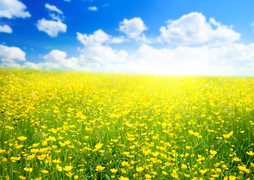 buttercup flowers and summer day