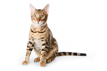 Bengal cat on white background
